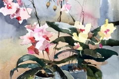 Orchids